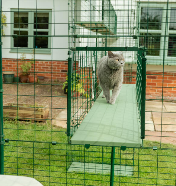 Stor grå katt i Omlet catio tunnelsystem