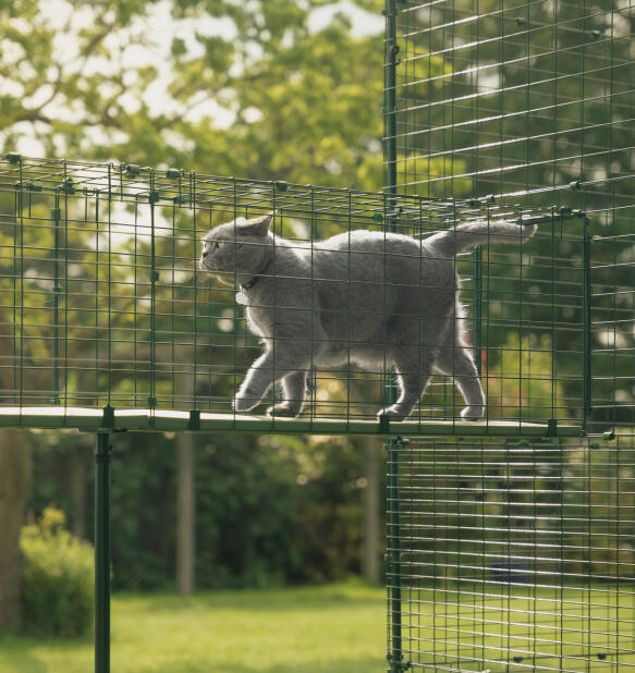Grå katt som går genom en Omlet catio tunnel gångväg