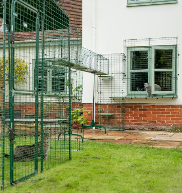 Katt som kommer ut ur ett hus in i det modulära Omlet catio tunnelsystemet