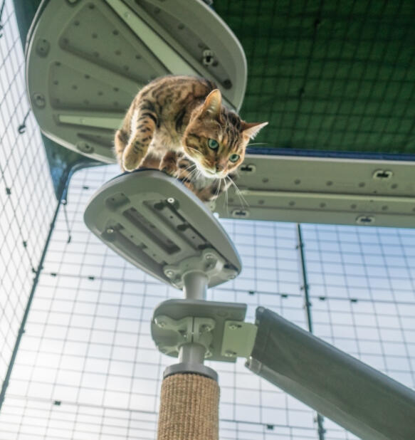 En katt som klättrar nerför trappan som är fäst vid Freestyle katträd utomhus