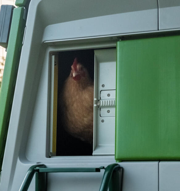 Kyckling som ser ut från en stängning Autodoor