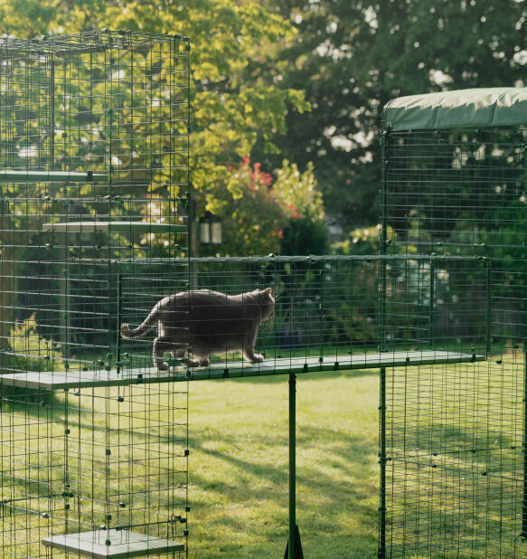 Katt på hållbar vädertålig Omlet catio tunnel gångväg