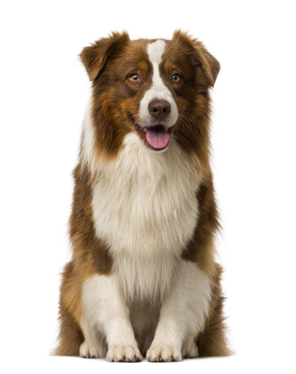31 Border Collie Bilder Besten Bilder Von Ausmalbilder