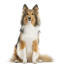 Shetland-sheepdog-white-background