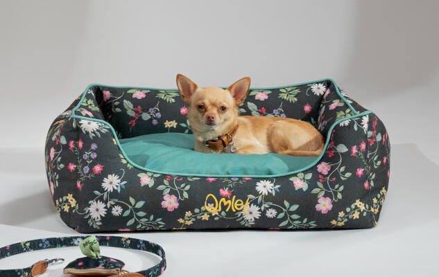 En liten chihuahua vilar på en blomstermönstrad hundsäng i mörka färger