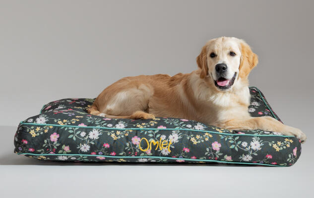 En retriever ligger på Omlets kuddsäng som är både bekväm för hunden och lätt att göra ren