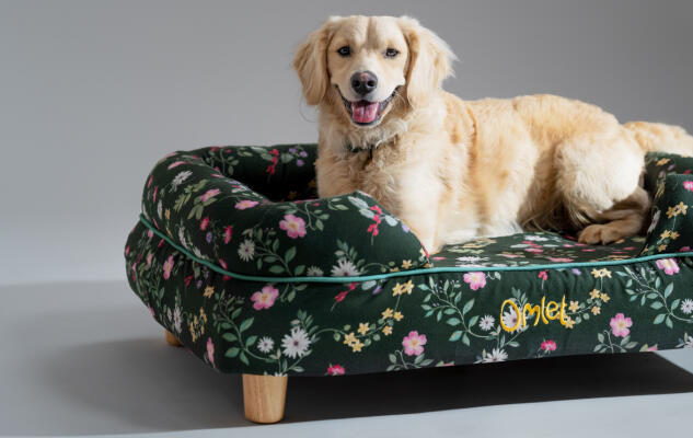 Retriever lying on a stylish and sustainable Omlet Dog Bolster Bed.