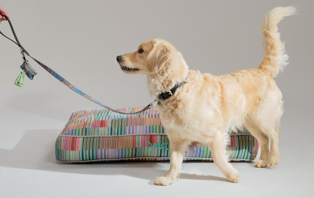 En retriever ligger på Omlets kuddsäng i ett av de nya snygga trycken och har ett matchande koppel och hållare för hundpåsar