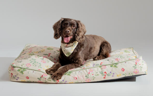 En sprocker spaniel på en kuddsäng från Omlet
