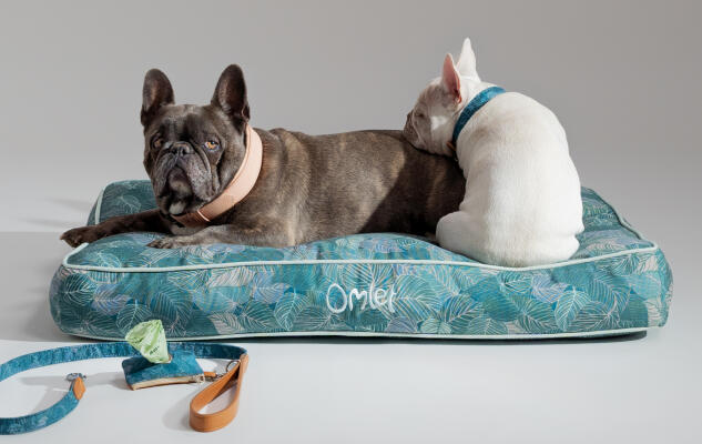 Två hundar myser på en mjuk kuddsäng från Omlet med matchande accessoarer