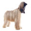 En blond pälsad afghansk hund som står upp