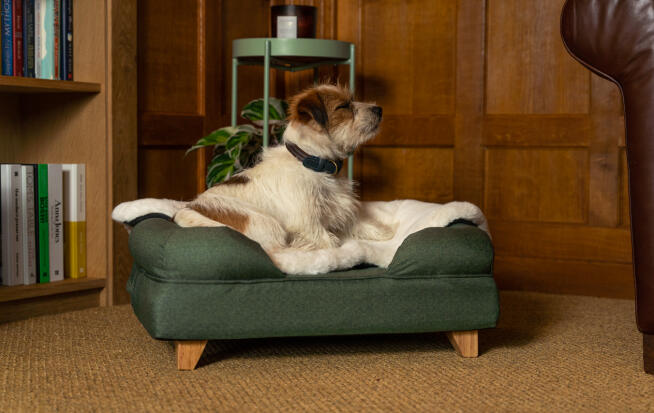 Terrier på grön bolster säng med fårskinns filt