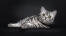 Söt brittisk korthårig silver tabby katt liggande mot en mörk bakgrund