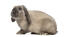 Holland lop kanin mot en vit bakgrund