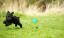 En liten, svart pudel som springer över gräset efter sin boll.
