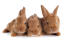 Tre underbara små fauve de bourGogne kaniner som ligger tillsammans