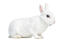 En mini rex kanin med underbar tjock vit päls
