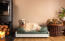 En stor vit hund på en mellangrön säng av skum med minnesskum i ett vardagsrum