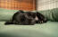 En liten svart hund som sover på en grön bolsterbädd