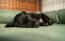 En liten svart hund som sover på en grön bolsterbädd En liten svart hund som sover på en grön bolsterbädd