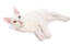 Khao manee katt liggande mot en vit bakgrund