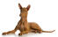 En GorGeous manlig faraohhund som ligger ner med sina vackra öron spetsade.