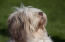 En närbild av en polsk lågländsk fårhunds vackra lilla näsa