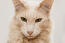 En javansk katt med sitt distinkta längre ansikte