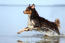 En vuxen australian shepherd som njuter av ett plask i vattnet