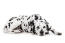 En vuxen dalmatiner med en härlig tjock fläckig päls