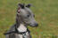 En vacker liten grå italiensk greyhound med öronen spetsade.