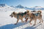 Greenland-dog-sledding