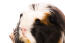 En närbild av ett coronet marsvinets vackra mörka öGon