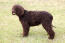 Irish-water-spaniel-standing