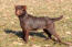 Patterdale-terrier-brown