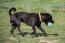 Patterdale-terrier-playing