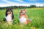 Shetland-sheepdog-friends-in-field
