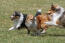 Shetland-sheepdog-running