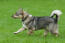 Svensk-vallhund-running