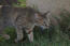 Arabisk mau katt som jagar i gräset