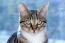 DraGon li kattporträtt med intensiva öGon