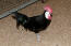Spansk kyckling i en hönsgård