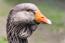 Närbild av toulouse Goose