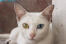 En khao manee-katt med sina märkliga öGonfärgningar