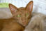 En ljus kanelfärgad orientalisk katt