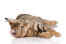 En toyger är en tamkatt som är utformad för att se ut som en tiger.
