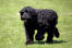 En svart russian terriers vackra, långa kropp och jättelika tassar