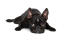 En svart, manlig boston terrier-valp med uppmärksammade öron