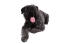 En fluffig bouvier des flandres som ligger ner