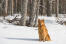 En finsk spitz sitter tålmodigt på Snow och väntar på ett kommando.